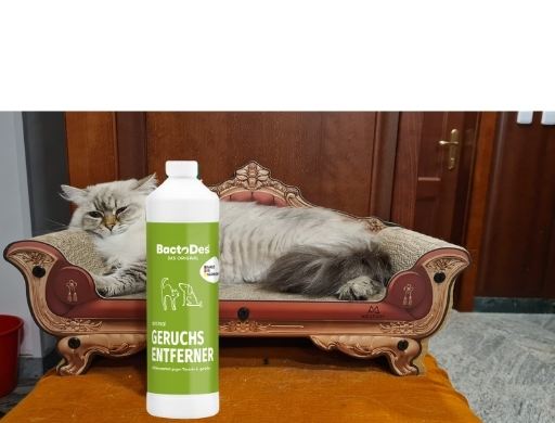 Bactodes Animal kočka